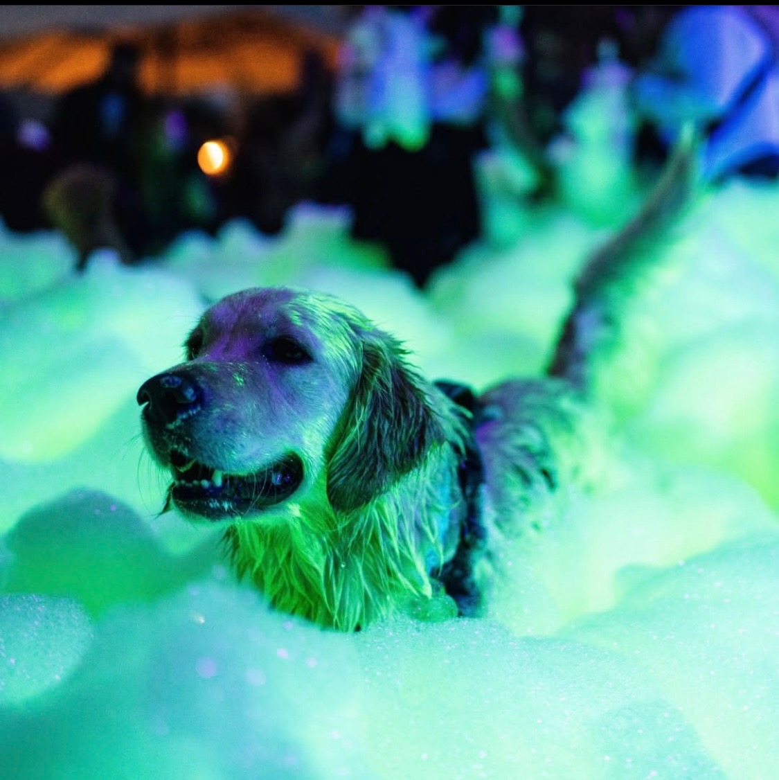 Fun for the whole family - Foam Zone Texas foam party rentals Friendswood, TX